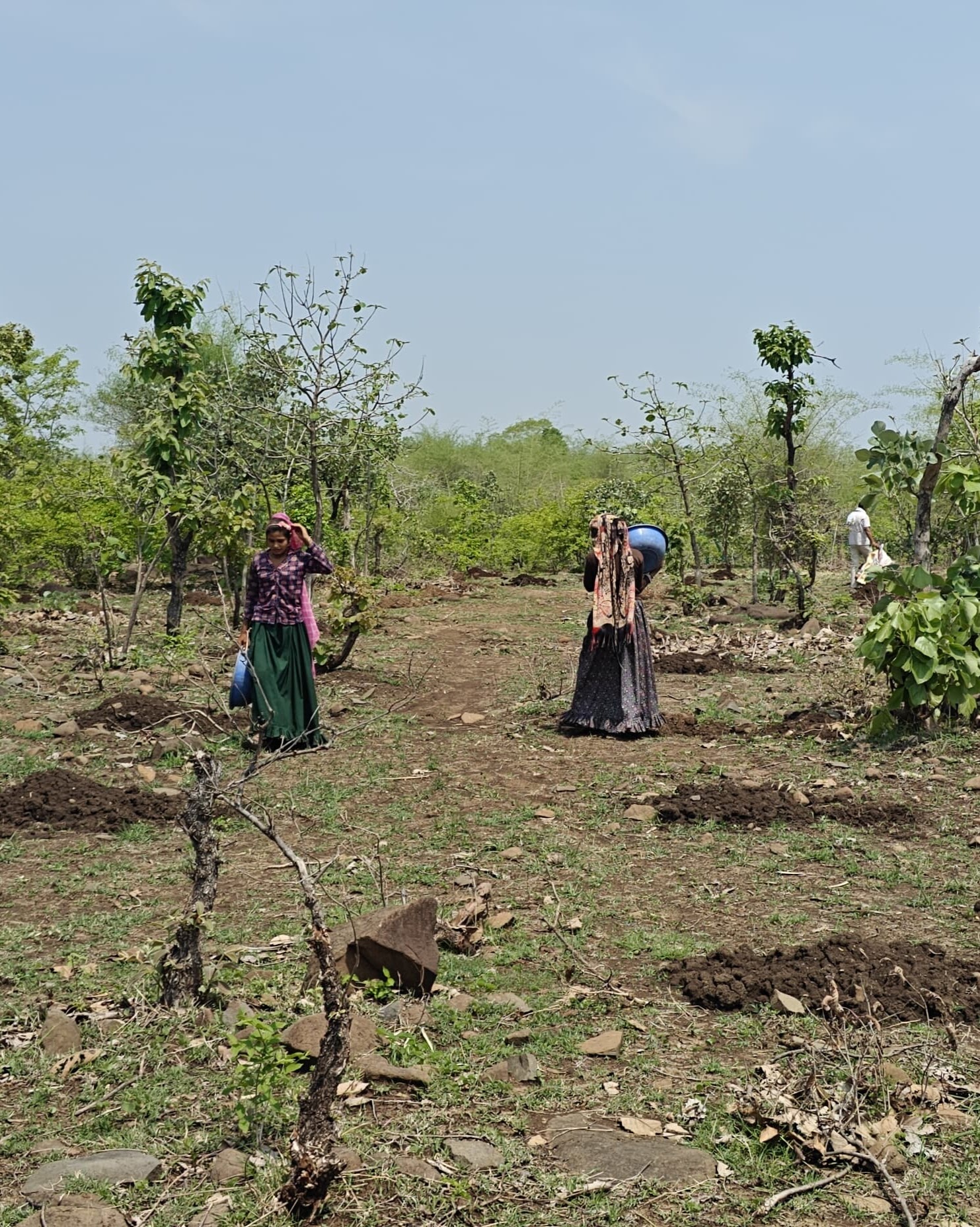 Workers carrying water across a young plantation site, documented during fieldwork